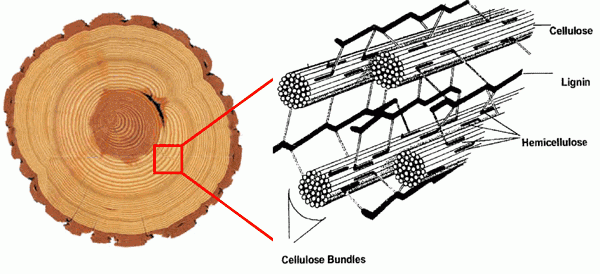 wood_cell